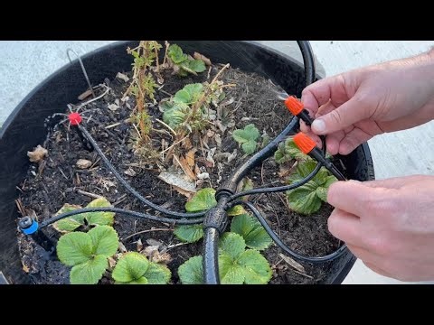 240FT Drip Irrigation System Review