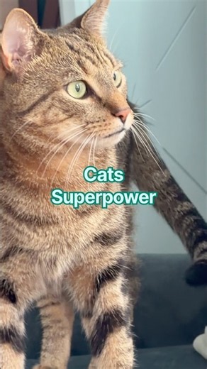 Cats can see what human eye 👁️ can’t#bondedcats #bondedcatdiary #catshorts #viralcats #viralshorts