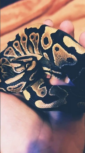 Ever wonder what a 6 month old python looks like?