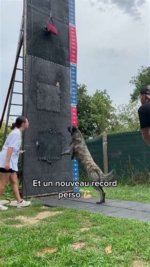 Malinois vs Dutch Shepherd 🇧🇪✌️🇳🇱