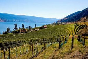 Parametric Wine Insurance