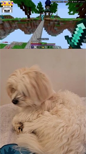 Minecraft Bedrock's Best Puper vs. Java🫣#shorts #minecraft