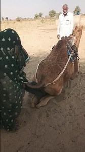 دليل براعة المرأة الصحراوية!#DesertLife#HardWork#DailyStruggle#DesertWoman