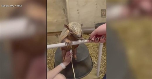 Dallas Zoo welcomes first ever baby armadillos, Rough and Tumble