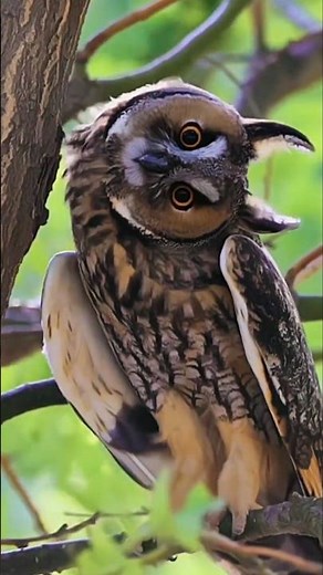 The Silent Hunter — Long-eared Owl
