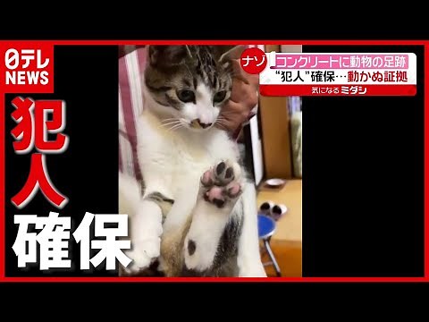 Secure the culprit! A cat leaves footprints in the entrance hall under renovation at Tochigi