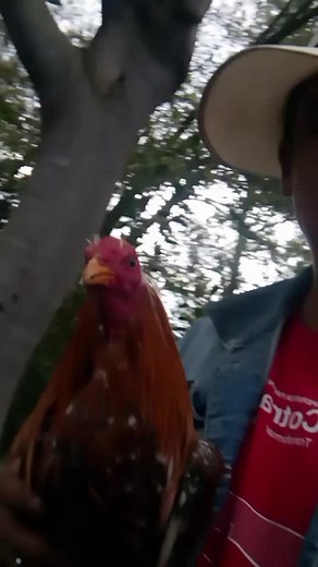 Videos de Miki San (@miki.san8) con “sonido original - user82429329917”