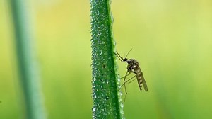 Mosquito on blade of grass against green background