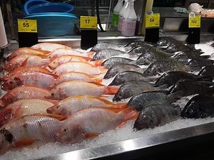 Tilapia Farming; The Untapped Aquaculture Goldmine in Nigeria And Africa at Large