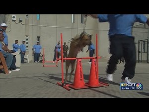 Rescued from euthanasia, these dogs head to the state prison in Tehachapi to be trained for their ne
