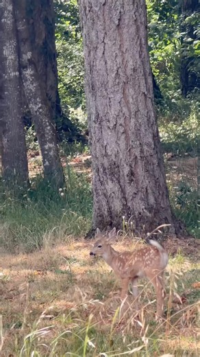 Is The Baby Deer Waving? #babywildlife #deer #wildlife
