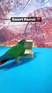 11K views · 160 reactions | Smart Parrot ❤️ #cockatiel #birds #lovebirds #birdslover #avicultura #parrots #aviarybirds #parrotlover #finchlovers | Forest Aviary | Facebook