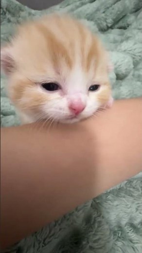 #cat #adorably #cuteanimals #kitten #adoreble #animalphotos #animalpictures #cute #kitty #cutecats