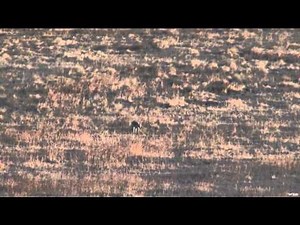 Predator Quest  - Predator Hunting