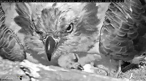 Iris and Finnegan have officially hatched their first chick together! Watch highlights of the overnight hatching from the Hellgate Osprey Cam. The egg was observed in the final stages of the hatching process in the early morning hours of June 12. Within two hours the chick hatched, and Iris revealed the first up-close looks at her first nestling between 4:56 and 5:07 A.M. after 38 days in the egg. Watch LIVE at AllAboutBirds.org/Ospreys Keep watching to see how the story develops this season! Th