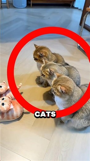 These Cats Get Jealous Of My New Shoes