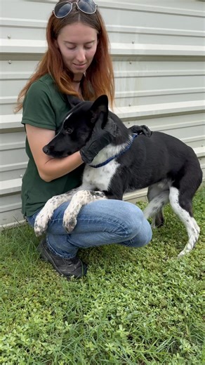 Help us get this scared boy home! He was found in the Super 8 parking lot in Kerrville and has not been reclaimed.. please share! Location: Kerr County Animal Services | Kerrville Pets Alive