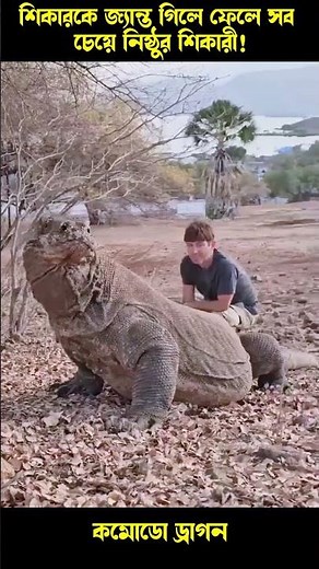 The Hidden Secrets of Komodo Dragons' Silent Kill Strategy REVEALED