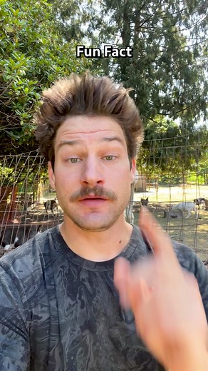 Free range Turkey and Chicken farms often include Alpacas as part of their flock to help protect the birds from predators. #alpaca #alpacasoftiktok #turkey #turkeytiktok #chicken #chickensoftiktok #freerange #freerangechickens #farming #farmingtiktok #interestingfacts #interestingfactsforyou #amazingfacts #amazingfactsforyou #amazingfactsministries #coolfacts #coolfactsyoudidntknow #coolfactsforu #randomfacts #randomfactstiktok #randomfactsforyou #coolfactz #fact #facts #factz #factstime #factsd