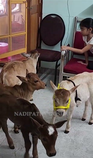 Pet Cows are so Short & Cute 😍 Which could be raised in your Home #youtube #viral #cow #love #a