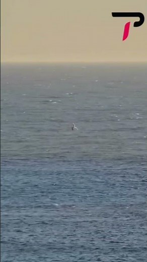 MOMENT: Shark knocks off Western Australia windsurfer