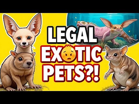 7 Rare Exotic Pets You Can Legally Own