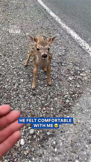 Friendly fawn comes for head scratches