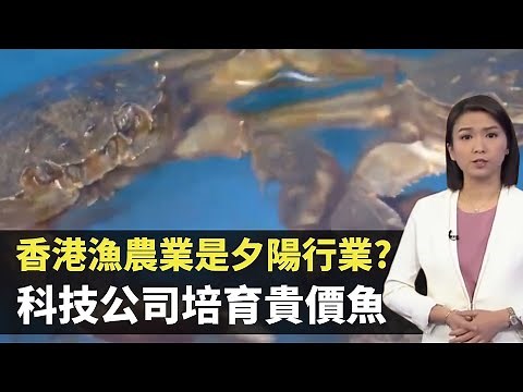 TVB新聞透視 -香港漁農業是夕陽行業? 科技公司培育貴價魚 活化魚塘養大閘蟹小龍蝦 －香港新聞－TVB News－陳嘉欣