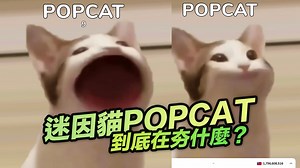 迷因貓 POP CAT是什麼？為何台灣網友這麼夯點擊大戰衝排行 - 瘋先生