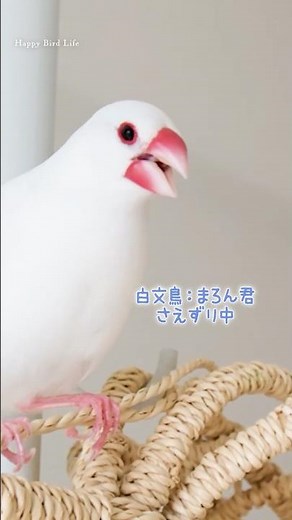 さえずりを歌う少年文鳥３羽の歌声がこちら【文鳥７羽】【Relaxing】Chirping・Singing【Bird Life】