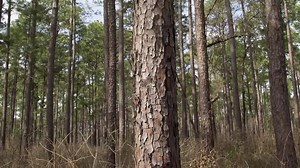 110K views · 150 reactions | How It's Made: Utility Poles! :) | South Central Power Co. | Facebook