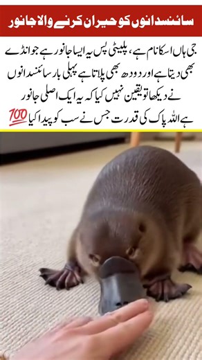 Platypus: Duck, Beaver or Something Else? 😲#naturefacts#nature#wildlife #shorts