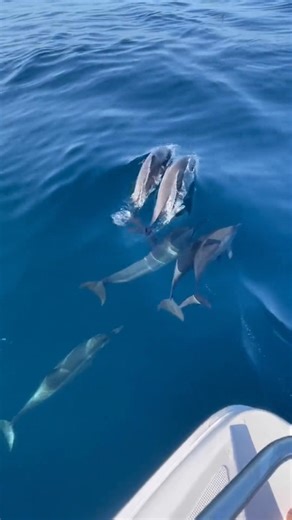 3K views · 27 reactions | ✨ asi debio de haber sido jajaja  #delfines #paz #asmr #sleep #dormir #mar #ocean #oceano #maldivas #sea #dolphines | Hola Sunshine | Facebook