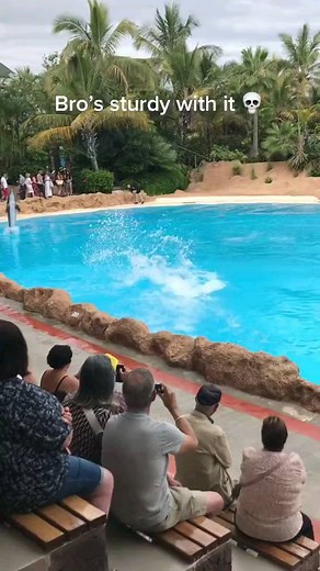 Dolphin on Instagram: "Dolphin dance moves😂🐬 🎥 Source by: TikTok /@houseofhighlights ( Dm for credit or removal / All rights® are reserved & belong to their respective owners ) ---------- 👨‍👨‍👦‍👦 Tag a friend 🔔 Turn Post Notification On * Follow our and tag us in your next picture for a chance to be shared! 👉 If you want one of those shirts you'll find the link on my BIO. Thank you ! 💛 ------------------------------------------------------------------------- ---------------------------