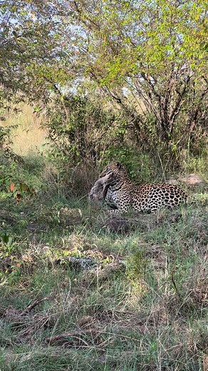 6.5K views · 6.7K reactions | A leopard suffocating a jackal! The leopard delivers a lethal bite to the back of the throat crushing windpipe resulting in a swift death. Mara North conservancy The name of the leopard is `NALANG’U’ #mara #maasaimara #bigcats #leopard | Robert Letoluo | Facebook