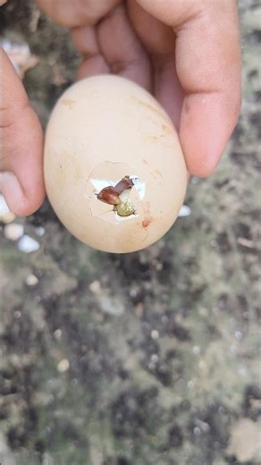 Chick was about to die - open egg shell instantly