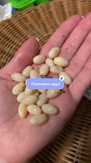 Veiled Chameleon Lays 25 Eggs!