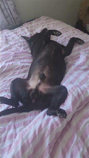 this is how a dog purrs