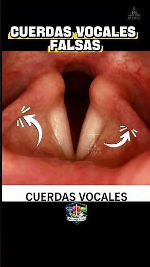 False vocal cords! 🗣️🎭 Their hidden function in your voice. #Voice #Larynx #Anatomy
