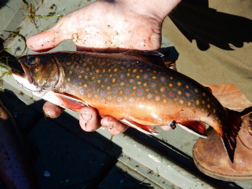 Without acid rain, New York’s state fish thrives in the ADKs: study