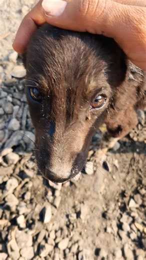 street dog puppy #streetdog #puppy #petlove