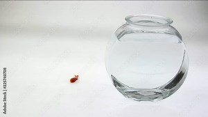 Loop of A goldfish flips on a white surface next to a fish bowl.