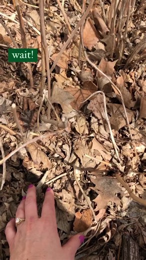 3.5K views · 33 reactions | Wait on landscape cleanup! Do not clean up your leaf debris until temps are consistently 50° & up. Double check your area’s LAST frost dates to be safe: hortnews.extension.iastate.edu/frost-dates-iowa #spring #StrongIowa  | Iowa State University Extension and Outreach | Facebook