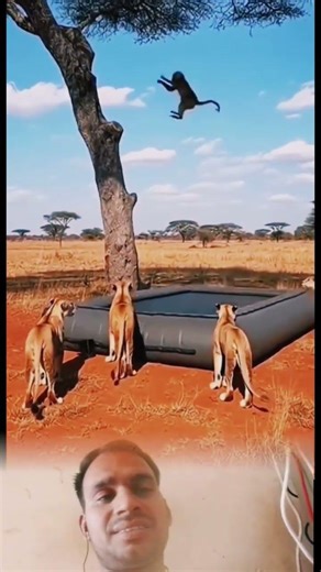 monkey and lion#shorts #ytshorts #videoshort #virlshorts #animals
