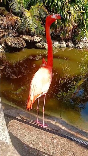 Flamingos 🦩 Flamingo Gardens, Davia, Florida, USA 🗽#birds #florida #flamingo