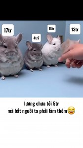 Đã bảo k làm rồi😤 | Blog Radio