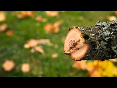 Pole saw How to make the cut