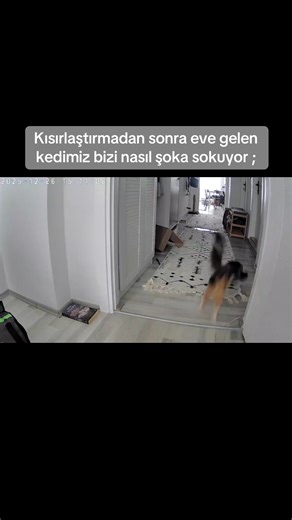 Yeni Evdeki Kedimizin Şaşırtıcı Özellikleri