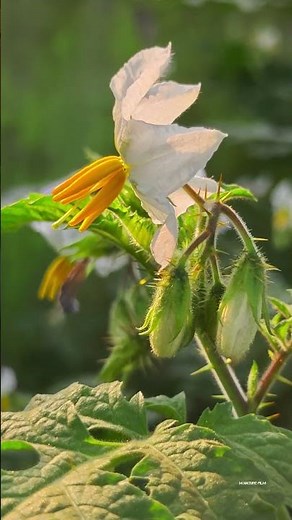 Beautiful but Deadly? Identifying the Thorny White Nightshade Flower☠️#shorts #flowers #nature