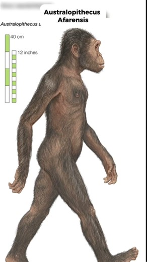The 5 stages of Human Evolution | #homosapiens #history #evolution